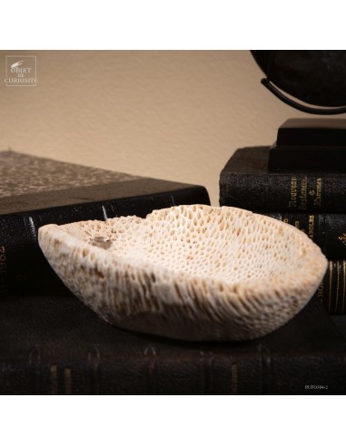 Coupe en fossile de GALAXEA – Madagascar