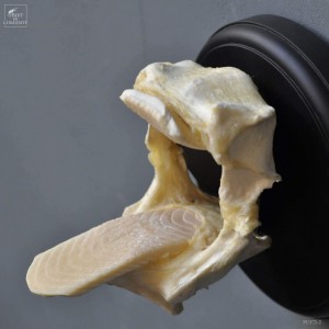 Jaw of AETOBATUS ray, black wall mount 2