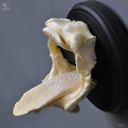 Mâchoires de raie AETOBATIS en trophé