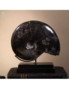 Ferruginized Ammonite in...