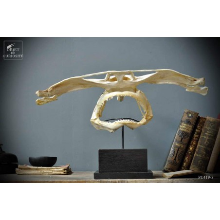 Machoirs de requin marteau GM