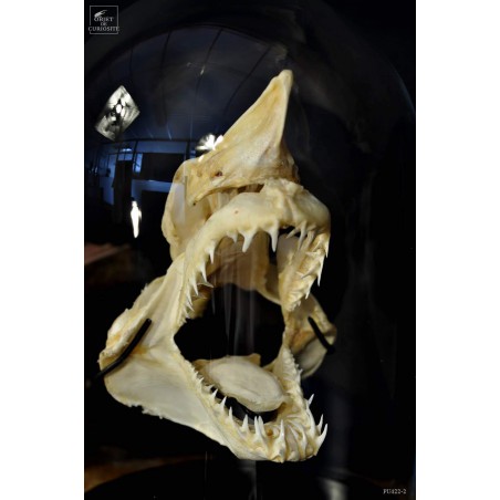 Mako skull under glass S