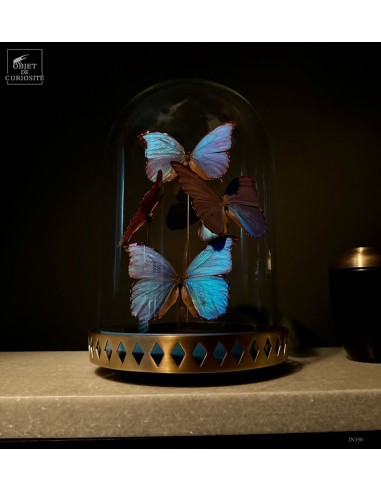 5 Papillons bleus MORPHO DIDIUS base...