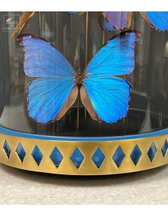 5 Blue MORPHO DIDIUS... 2