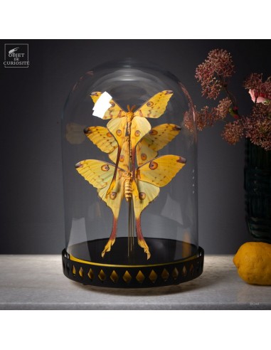 Trouple of ARGEMA MITTREI moths