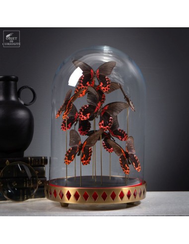 9 Red PAPILIO RUMANZOVIA butterflies