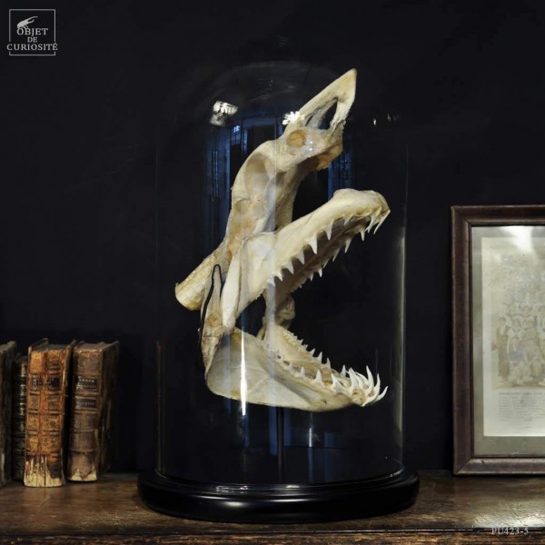 Mako skull under glass M