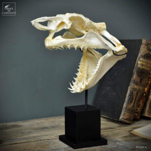 Mako skull on square stand 2
