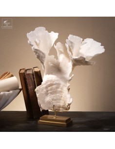 Corail blanc PACHYSERIS RUGOSA