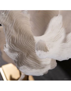 Corail blanc PACHYSERIS RUGOSA 2