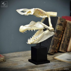 Mako skull on square stand