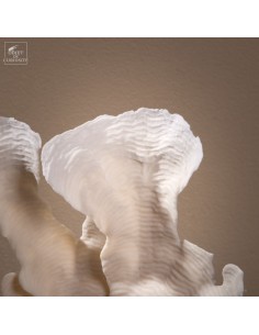 White coral PACHYSERIS RUGOSA 2