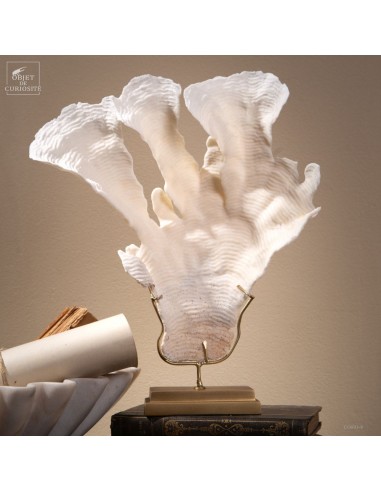 Corail blanc PACHYSERIS RUGOSA