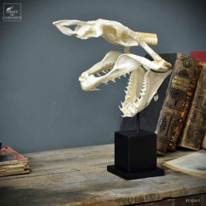 complete skull of Mako shark on wood