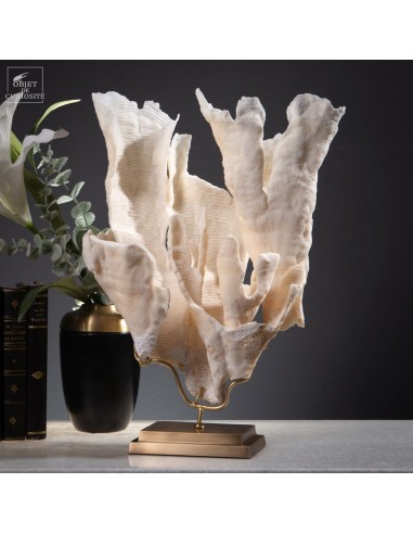 Corail blanc PACHYSERIS RUGOSA Corail blanc PACHYSERIS RUGOSA