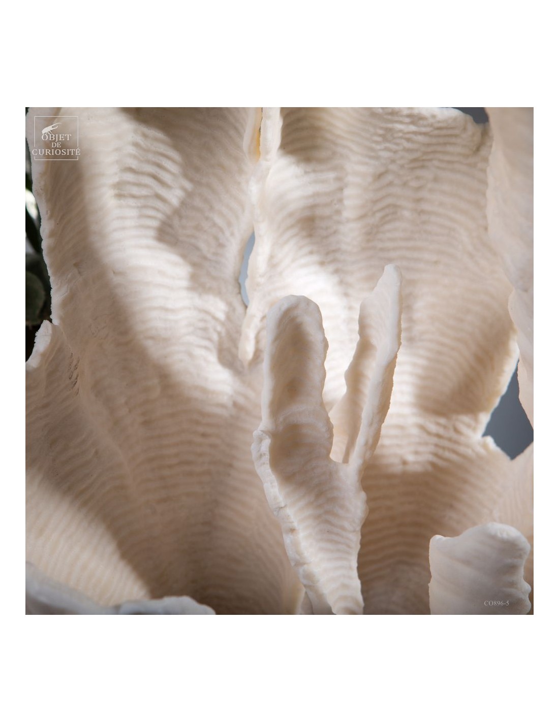 Corail blanc PACHYSERIS RUGOSA Corail blanc PACHYSERIS RUGOSA