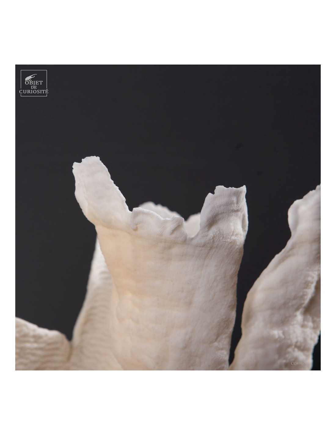 Corail blanc PACHYSERIS RUGOSA Corail blanc PACHYSERIS RUGOSA