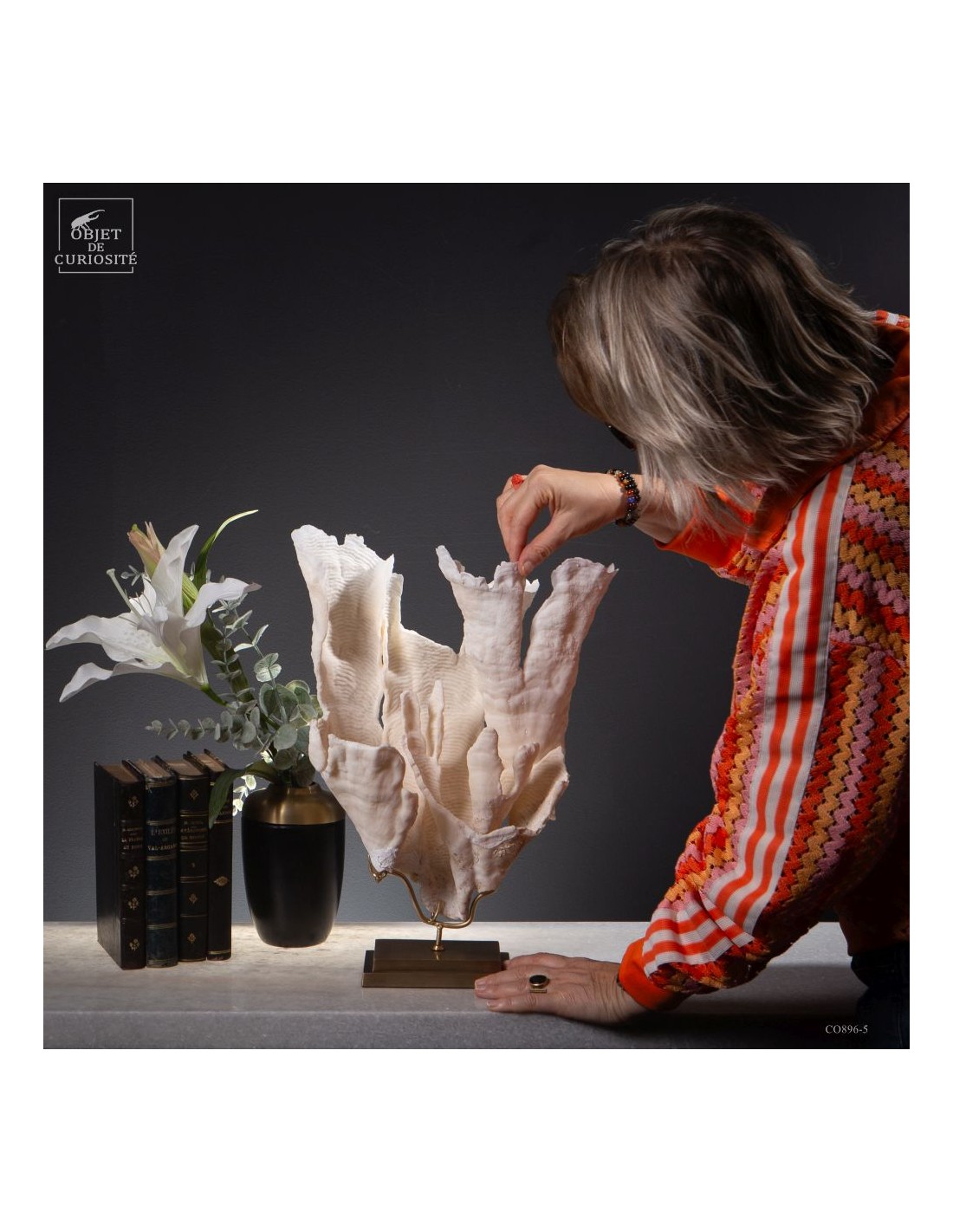 Corail blanc PACHYSERIS RUGOSA Corail blanc PACHYSERIS RUGOSA