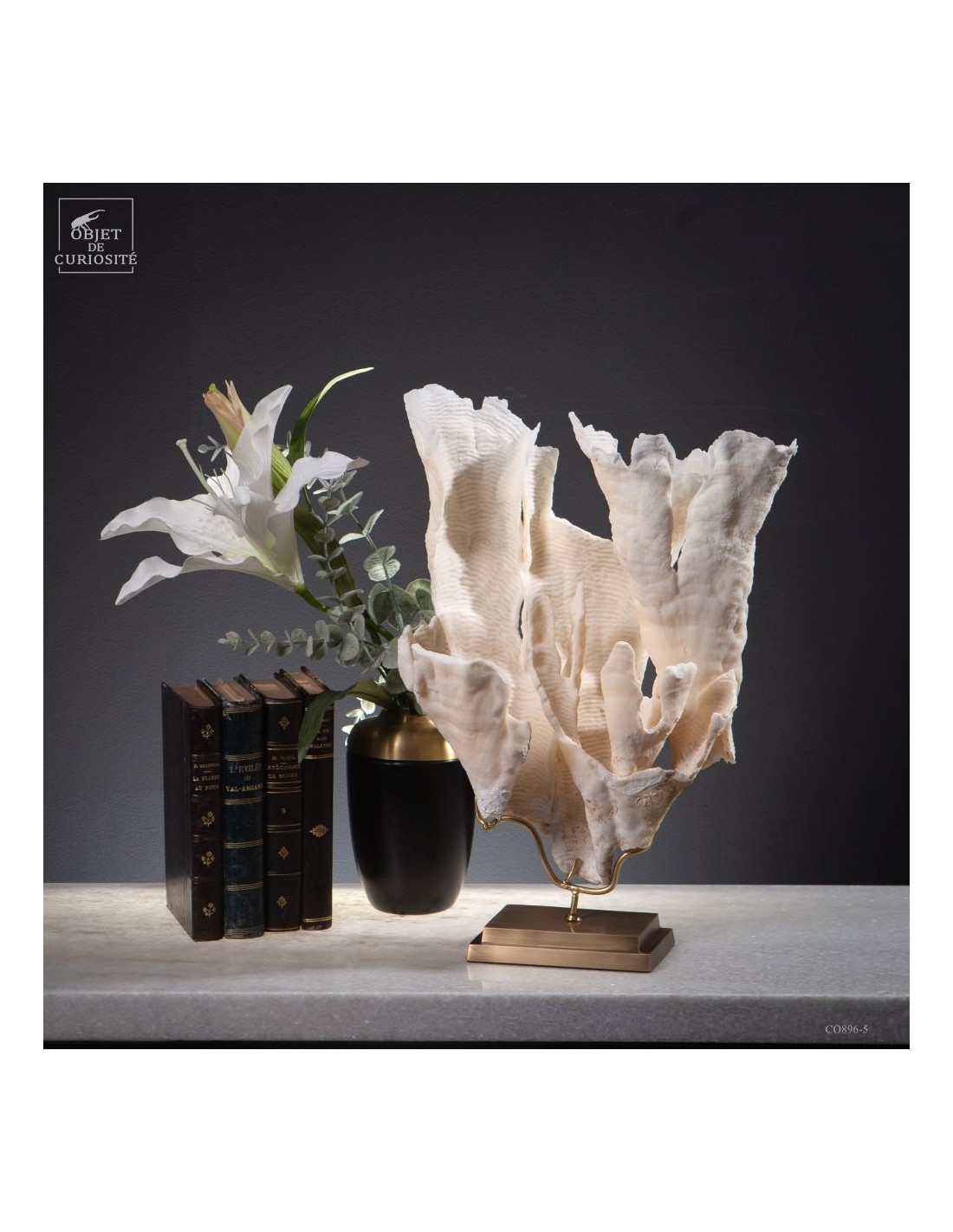 Corail blanc PACHYSERIS RUGOSA Corail blanc PACHYSERIS RUGOSA