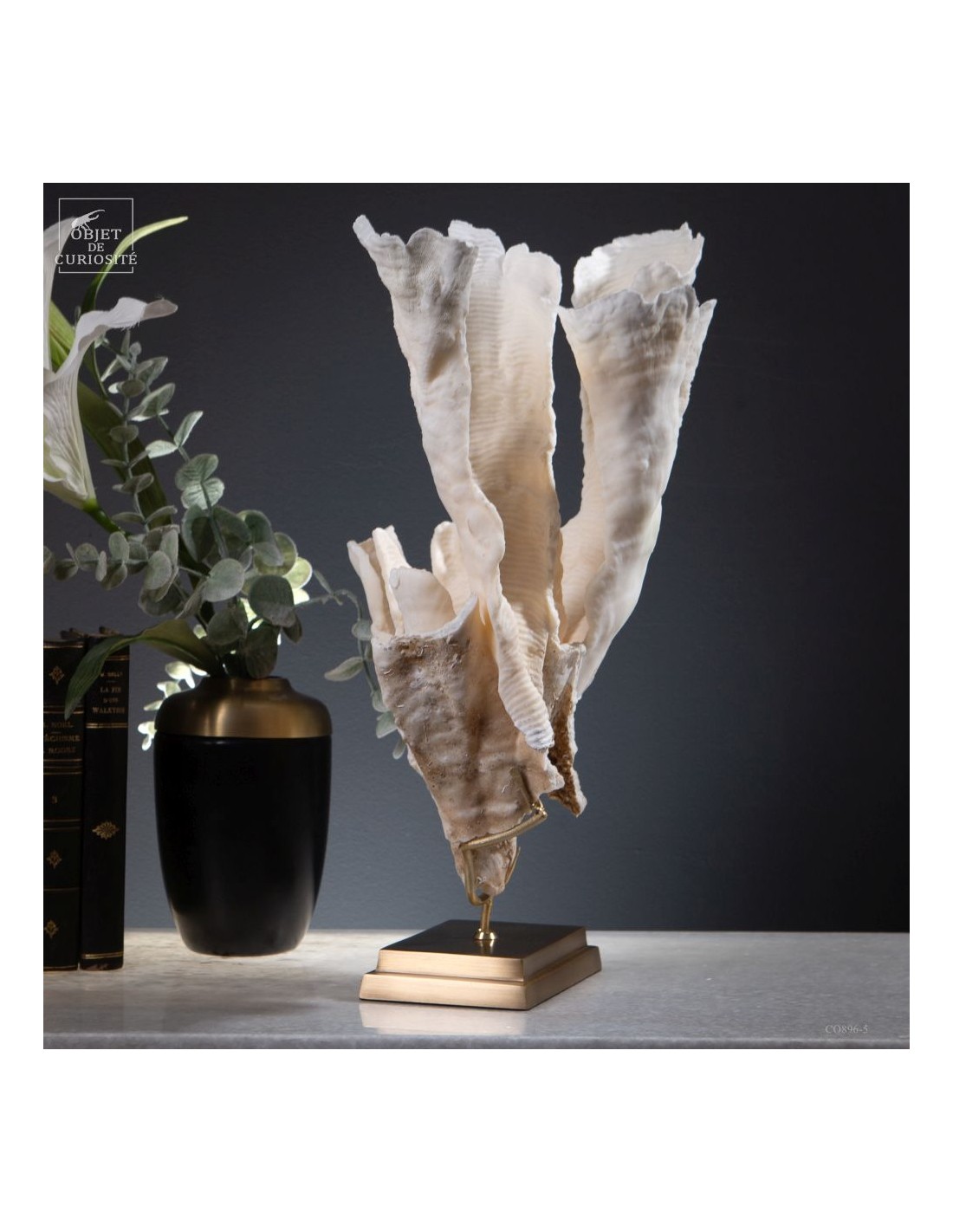 Corail blanc PACHYSERIS RUGOSA Corail blanc PACHYSERIS RUGOSA