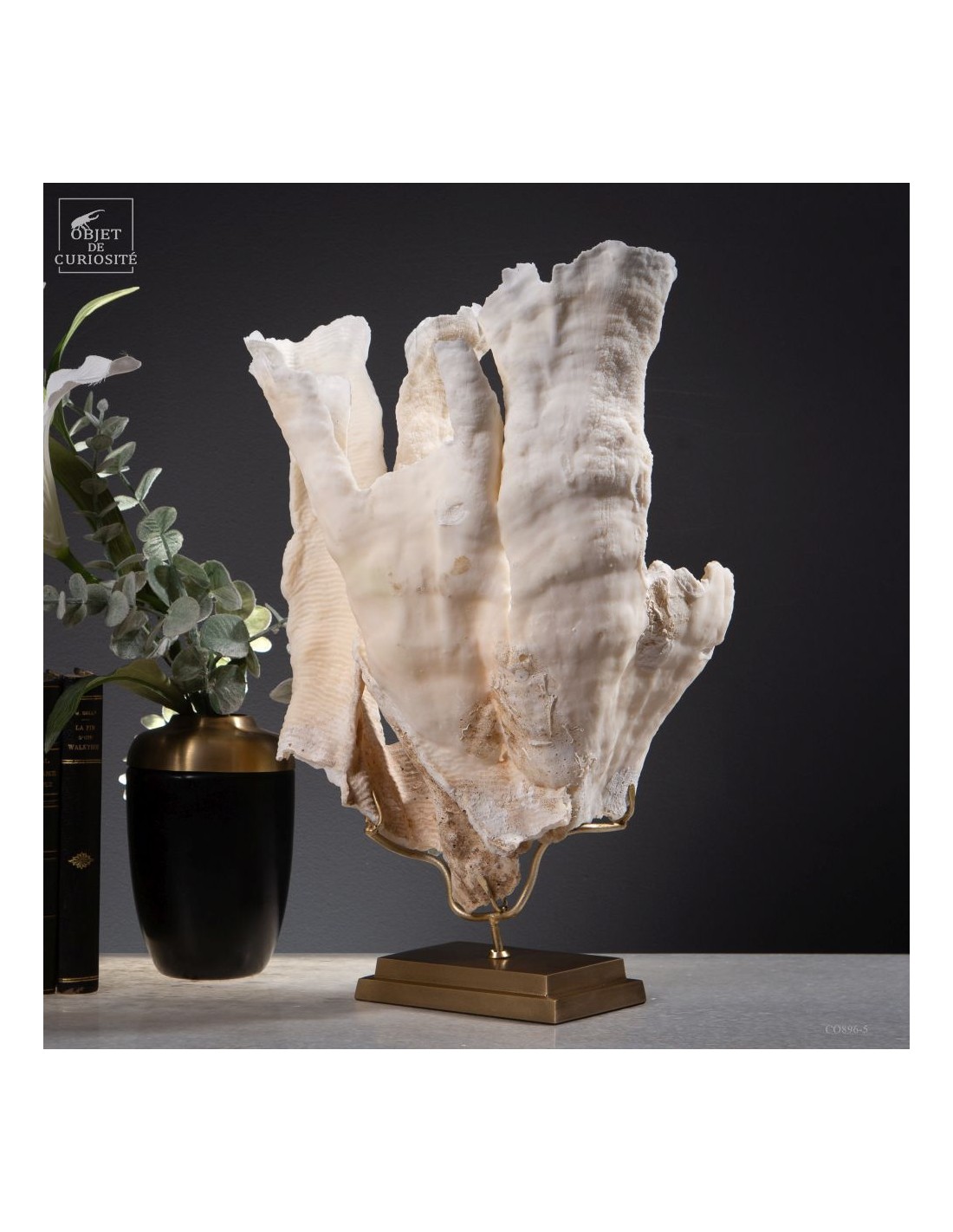 Corail blanc PACHYSERIS RUGOSA Corail blanc PACHYSERIS RUGOSA