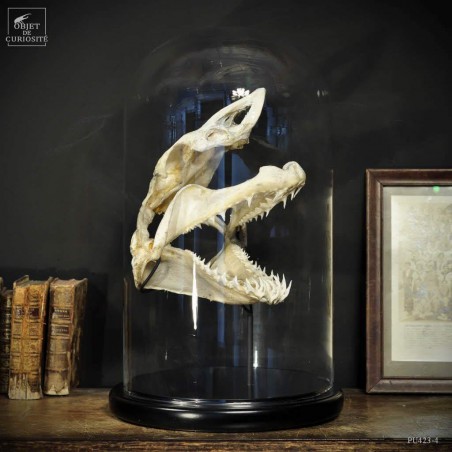 Mako skull under glass M