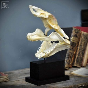 Mako skull on rectangular stan