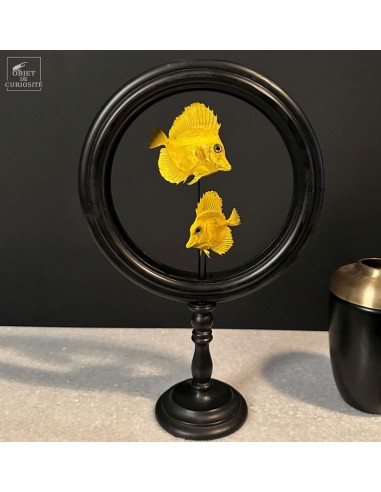 2 poissons chirurgiens jaunes...
