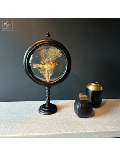 Tetraodon taxidermisé et sa...