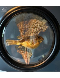 Tetraodon taxidermisé et sa... 2