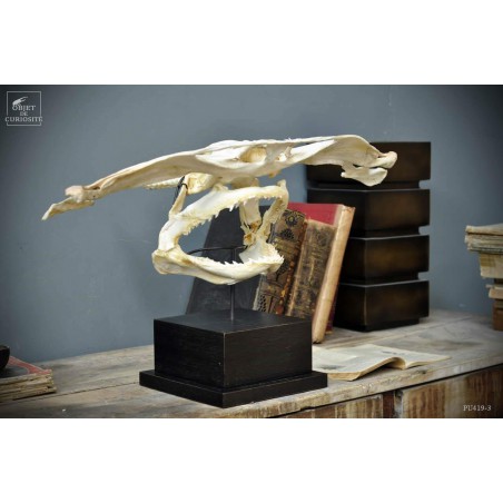 Machoirs de requin marteau GM