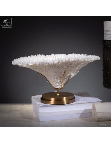 Corail blanc ACROPORA LATISTELLA Corail blanc ACROPORA LATISTELLA