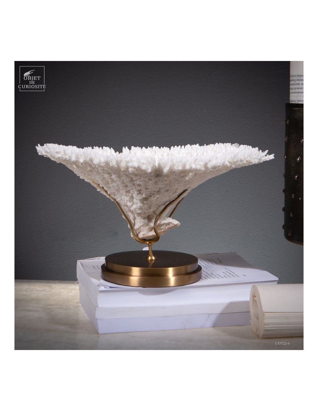 Corail blanc ACROPORA LATISTELLA Corail blanc ACROPORA LATISTELLA