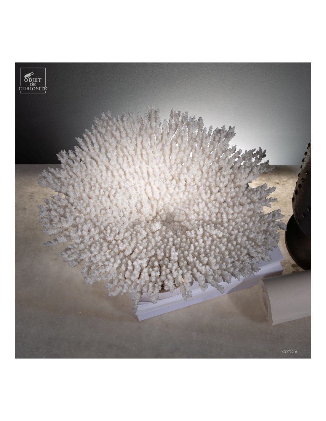 Corail blanc ACROPORA LATISTELLA Corail blanc ACROPORA LATISTELLA