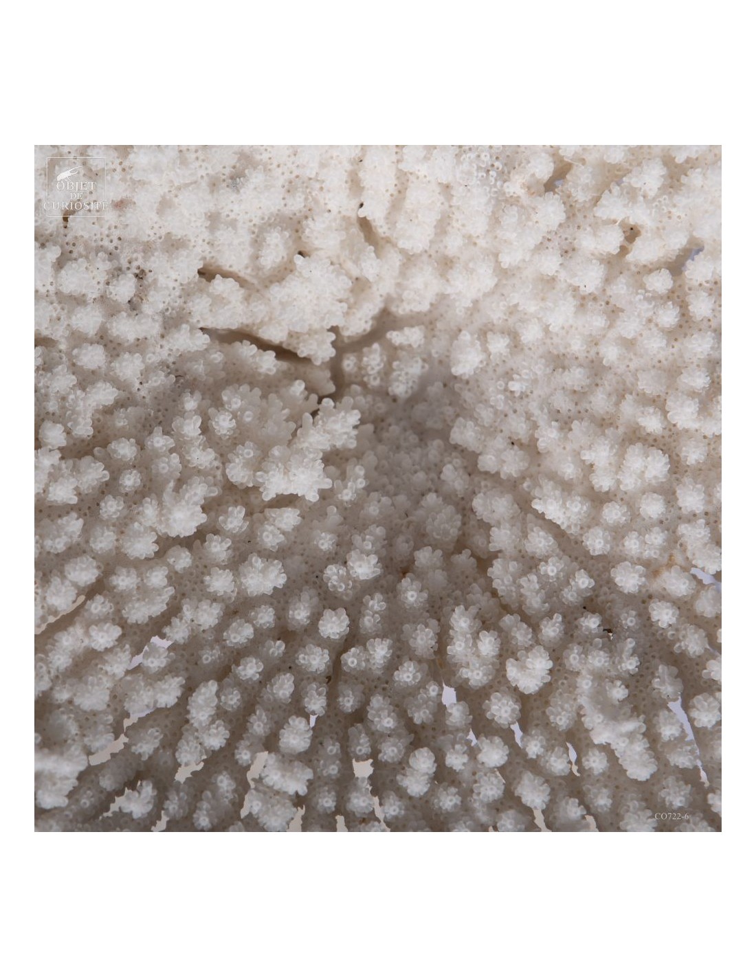 Corail blanc ACROPORA LATISTELLA Corail blanc ACROPORA LATISTELLA