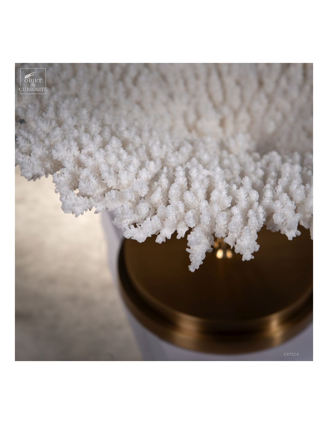 Corail blanc ACROPORA LATISTELLA Corail blanc ACROPORA LATISTELLA