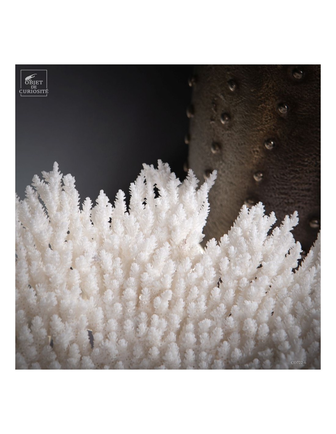 Corail blanc ACROPORA LATISTELLA Corail blanc ACROPORA LATISTELLA