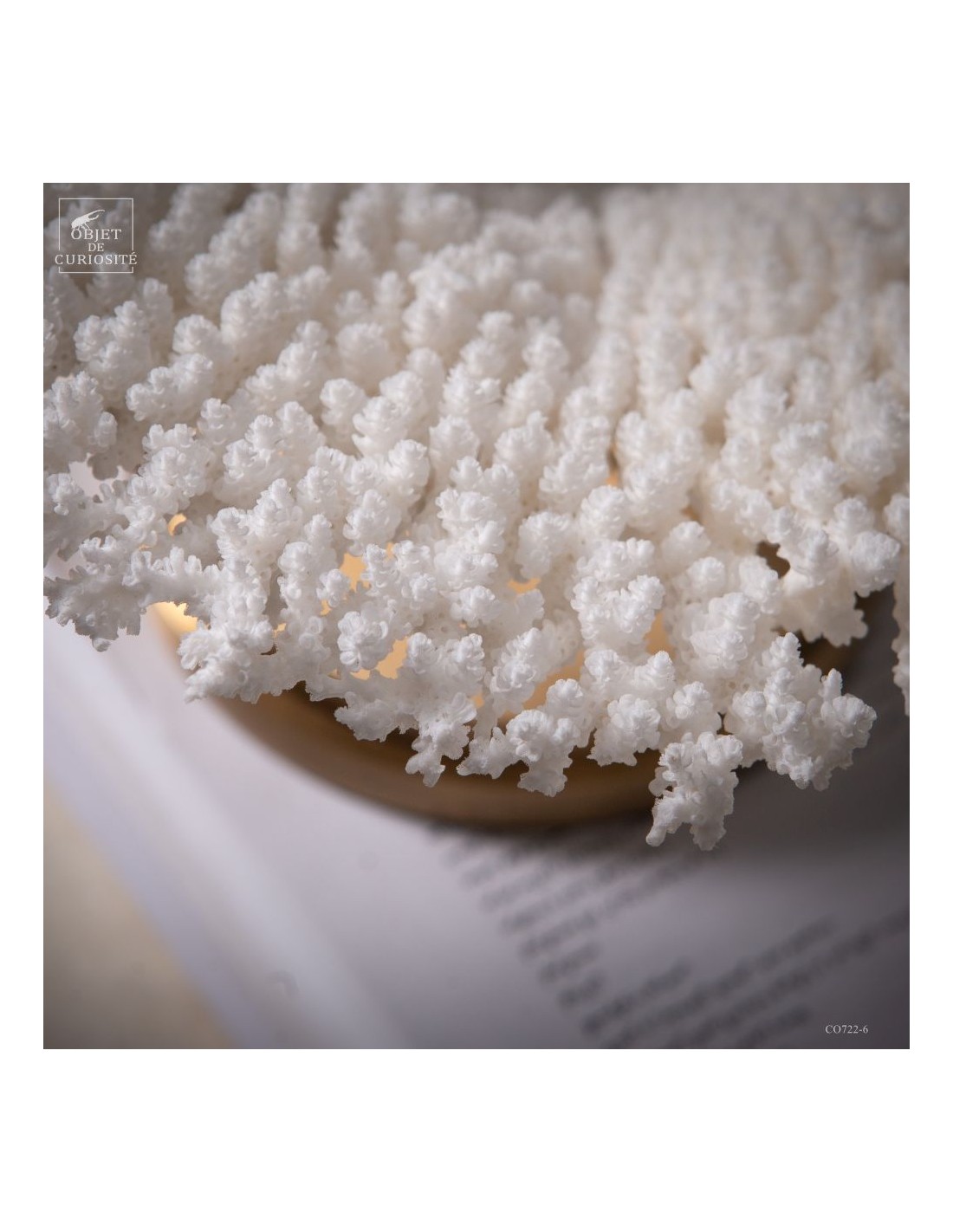 Corail blanc ACROPORA LATISTELLA Corail blanc ACROPORA LATISTELLA