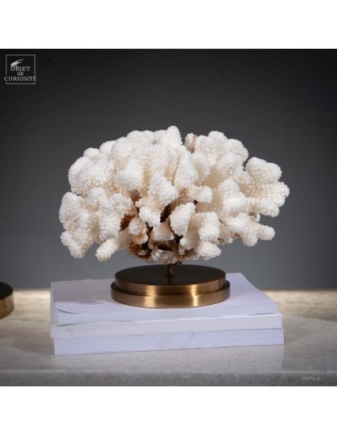 White coral-POCILLOPORA MEANDRINA