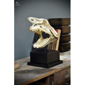 Mako skull on square stand