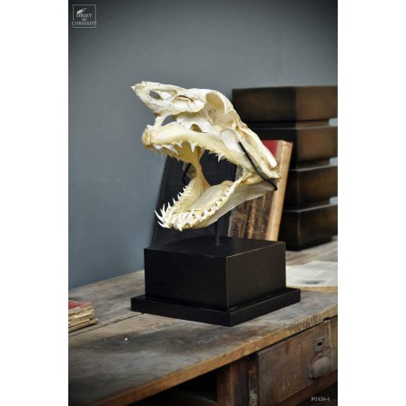 Crâne complet de requin Mako L socle carré  25*25 Crâne complet de requin Mako L socle carré  25*25