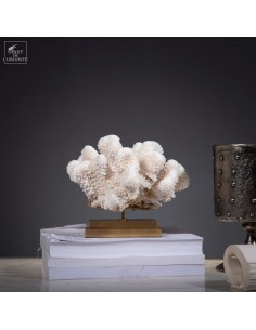 White coral  POCILLOPORA...