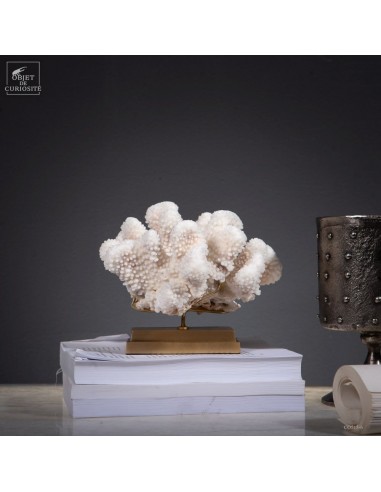 Corail choux fleur -POCILLOPORA EYDOUXI-