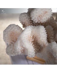 White coral  POCILLOPORA... 2
