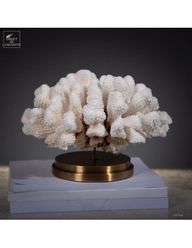 Corail choux fleur -POCILLOPORA... Corail choux fleur -POCILLOPORA...