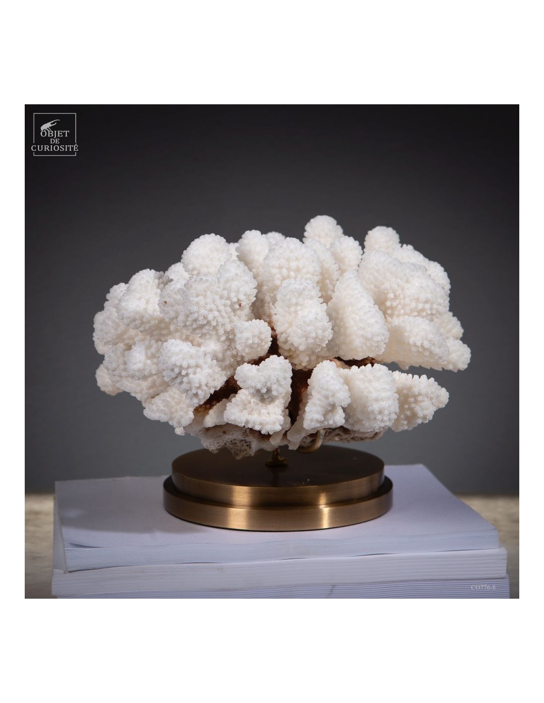 Corail choux fleur -POCILLOPORA... Corail choux fleur -POCILLOPORA...