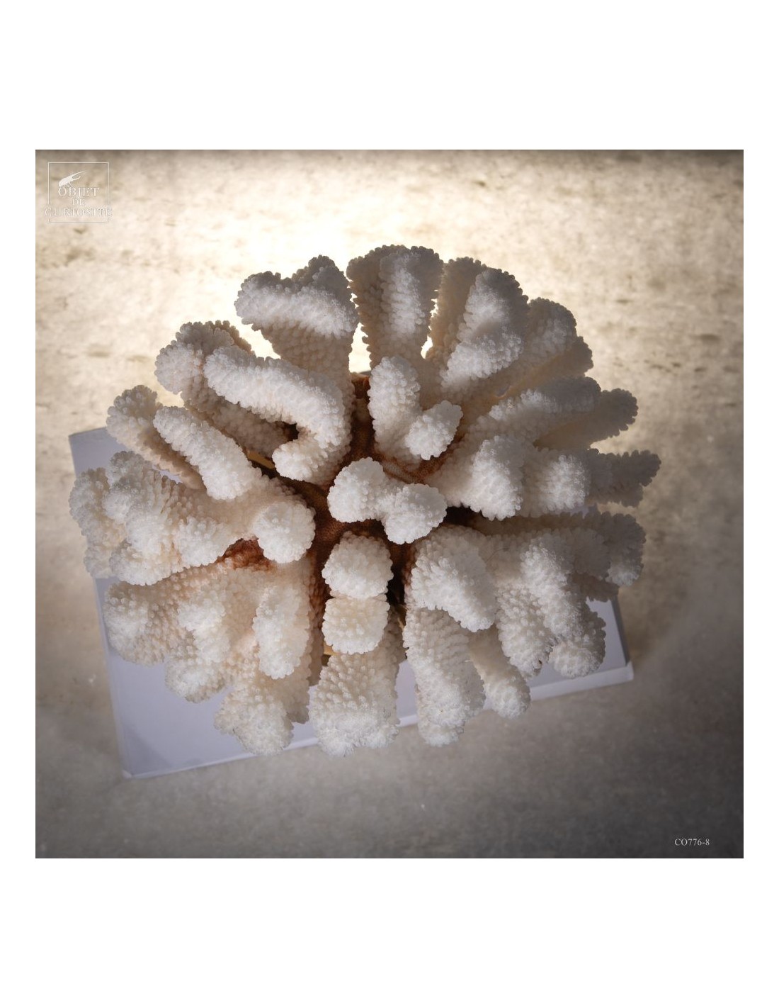 Corail choux fleur -POCILLOPORA... Corail choux fleur -POCILLOPORA...