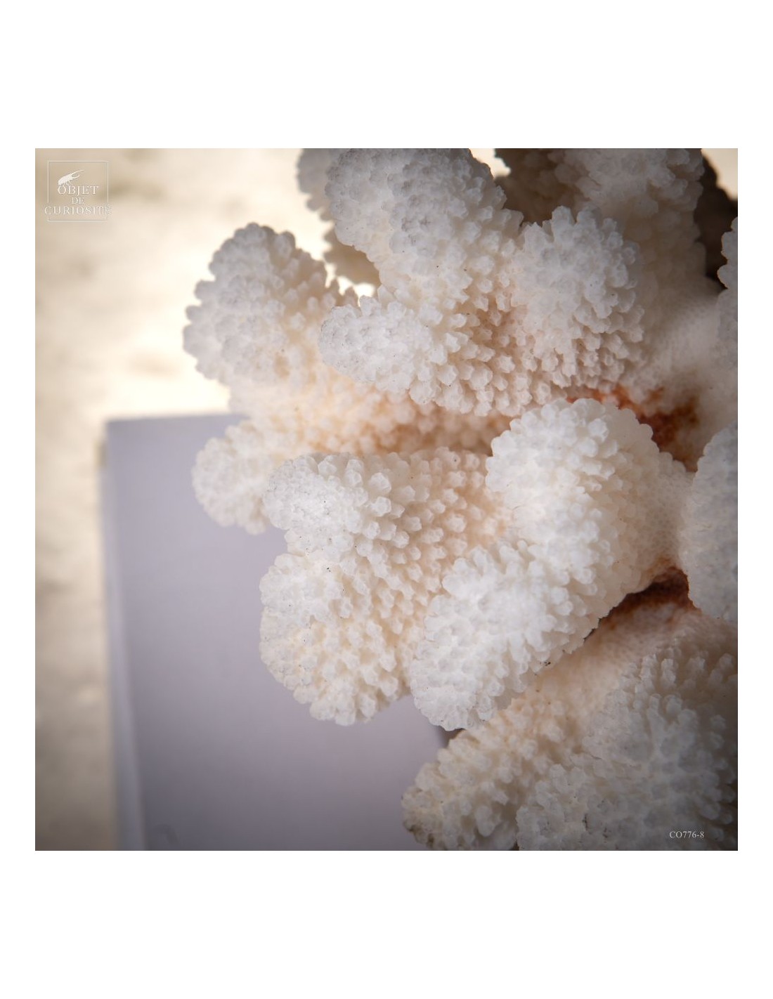 Corail choux fleur -POCILLOPORA... Corail choux fleur -POCILLOPORA...