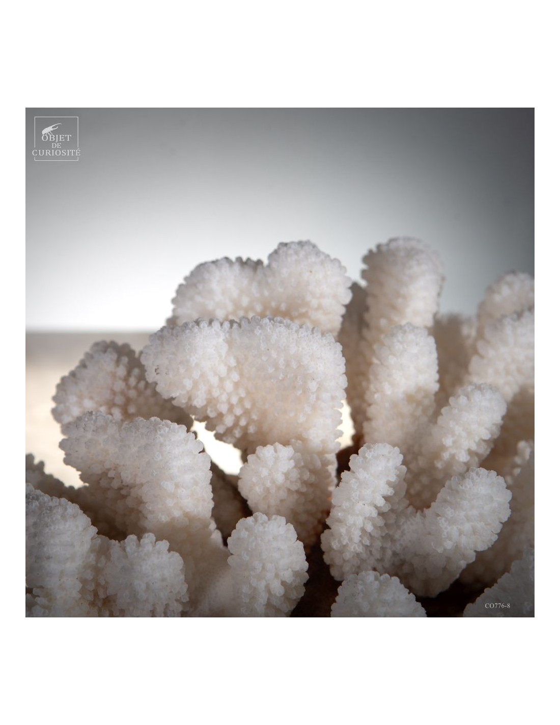 Corail choux fleur -POCILLOPORA... Corail choux fleur -POCILLOPORA...