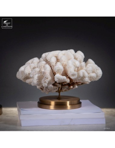 White coral-POCILLOPORA MEANDRINA